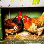 The Benefits of Using a Heater in Your Chicken Coop: Happy Hens and Better Egg Production