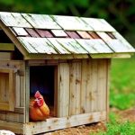 DIY Chicken Coop Flooring: How to Build a Safe and Comfortable Home for Your Hens