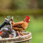 Chickens on the Loose: Tips for Keeping Your Porch Poultry-Free