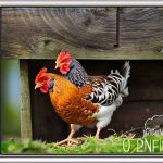 Chickens in the Shed: A Step-by-Step Guide to Converting Your Space