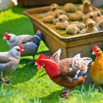 Chill Out: Tips for Keeping Your Chickens Cool in the Summer Heat