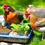 Chill Out: Tips for Keeping Your Chickens Cool During the Summer Heat
