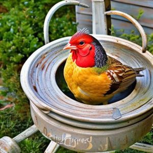 Chirp-Free Porch: Tips for Keeping Chickens from Roosting on Your Patio