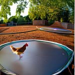 From Clucking to Jumping: The Benefits of Adding a Trampoline to Your Chicken Coop