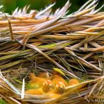 Cozy Coops: Exploring the Benefits of Straw for Keeping Chickens Warm