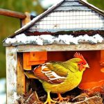 Cozy Coops: How to Keep Your Chickens Warm During Winter Without Electricity