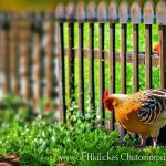 Fence It Up: How to Keep Your Chickens Out of Your Garden