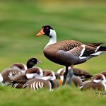 How Many Eggs Do Geese Lay? Understanding Geese Egg Production and Clutch Sizes