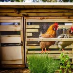 How Hannah Montana’s Chicken Coop is Changing the Game for Urban Farmers