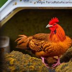 Insulation 101: How to Keep Your Chickens Warm and Happy