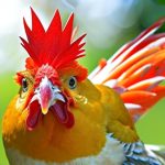 Beat the Heat: Tips for Keeping Your Chickens Cool During Summer