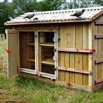 Keeping Your Flock Happy and Healthy with an Easy-to-Clean Chicken Coop
