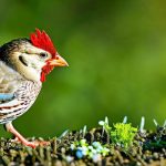 Keeping Your Yard Chicken-Free: Effective Strategies to Keep Your Garden Safe
