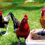 Beat the Heat: Top Tips for Keeping Your Chickens Cool During 100-Degree Weather