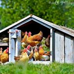 Nesting Instincts: Tips for Designing the Ultimate Chicken Coop Nesting Area