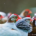 Preventing Frozen Fowl: Tips for Keeping Your Chickens’ Water from Freezing