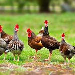 Protecting Your Free Range Chickens: Essential Tips for Keeping Your Flock Safe
