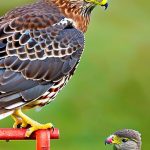 Protecting Your Flock: Tips on Keeping Hawks Away from Your Chickens