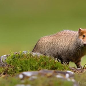 Protecting Your Flock: Tips on Keeping Minks Away from Your Chickens