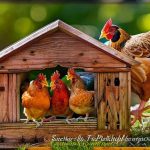 Raising Happy Hens: Tips for Creating the Perfect Chicken Coop