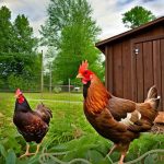 Raising Happy Hens: Tips for Chicken Coop Maintenance in Muskegon
