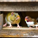 Rat-Free Coops: A Guide to Eliminating Rats from Your Chicken Coop