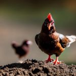 Repel Your Feathered Foes: Can Coffee Grounds Keep Chickens Away?