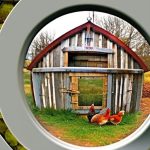 From Drab to Fab: Transforming Your Chicken Coop’s Interior