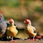 Troubleshooting the Mysterious Deaths of My Chickens: A Heartbreaking Journey