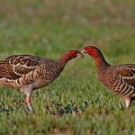 Understanding the Mating Season for Turkeys: Dates, Phases, and Behavior