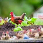 Beaverton City Council Approves Allowing Chickens in the City: A New Urban Farming Opportunity