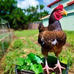 How Brevard County Residents Can Embrace Urban Farming: Keeping Chickens on Your Property