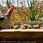 Can You Keep Chickens in Your Council House