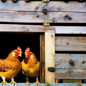 Discover the Benefits and Practicality of Keeping Chickens in Your Shed: Can I Keep Chickens in a Shed