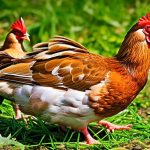 Discover the Possibility of Keeping Chickens in Your Area: Can I Keep Chickens Where I Live