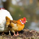 Top Tips for Ensuring Your Chickens Thrive Through the Winter Months: How to Keep Chickens Alive in Winter