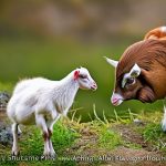 Discover the Benefits of Keeping Chickens and Goats Together: Answering the Question ‘Can I Keep Chickens and Goats Together