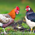 Discover the Rules and Regulations for Keeping Chickens in Hamtramck, Michigan: Can You Have Your Own Flock