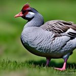 Discover the Benefits and Challenges of Keeping Geese and Chickens Together: Can I Have Both on My Property
