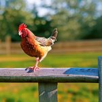 Discover the Surprising Benefits of Keeping Chickens in Your Backyard