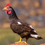 Discover Arizona’s Pet Chicken Laws: Are Indoor Coops Mandatory