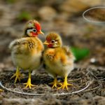 Discover the Fascinating Behavior of Baby Chickens: Why They Keep Pecking Each Other