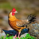 Discover the Fascinating Bylaws for Keeping Chickens in Your Area