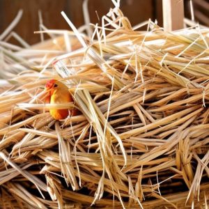 Discover the Surprising Way Straw Can Keep Your Chickens Warm