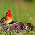 Discover the Possibilities: Keeping Chickens in Your Backyard