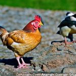 Discover the Rules for Keeping Chickens in Commerce Township, MI