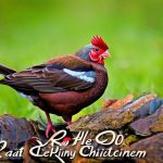 Discover the Joys of Keeping Chickens in West Chicago IL: What You Need to Know