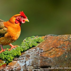 Discovering the Possibilities: Keeping Chickens in Port Barrington