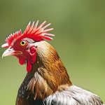 The Essential Guide to Keeping Chickens: Everything You Need to Know