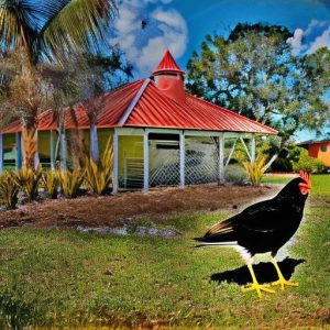 Exploring the Possibility of Keeping Chickens in Your Yard in Venice, Florida